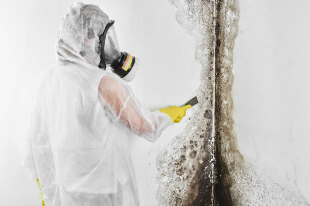 Best Crawl Space Mold Removal  in Conyngham, PA