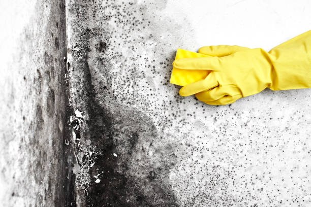 Best Attic Mold Removal  in Conyngham, PA
