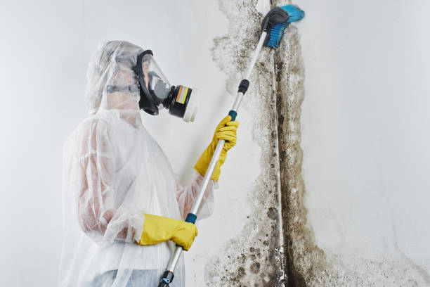 Best Best Mold Removal Companies  in Conyngham, PA