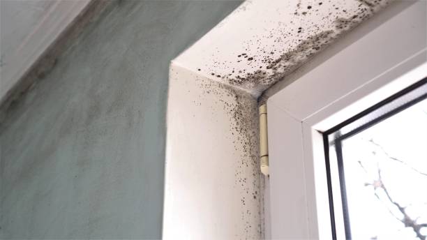 Best Professional Mold Removal  in Conyngham, PA