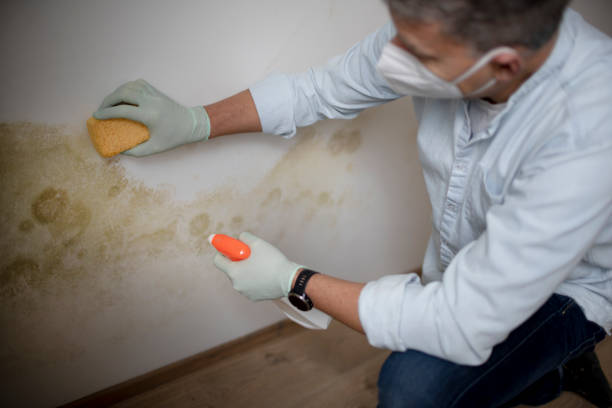 Crawl Space Mold Removal in Conyngham, PA