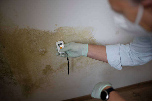 Best Fast Mold Removal  in Conyngham, PA
