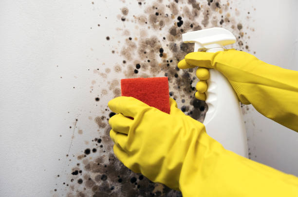 Best Mold Remediation Experts  in Conyngham, PA