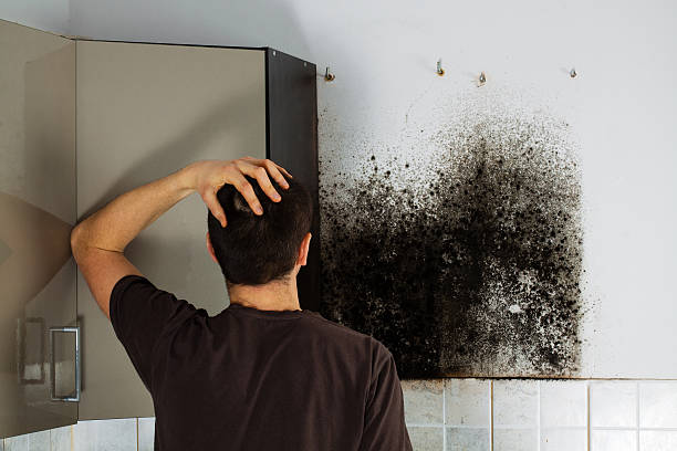 Best Emergency Mold Removal  in Conyngham, PA