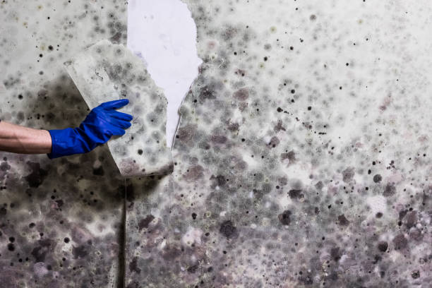 Best Mold Remediation Services  in Conyngham, PA